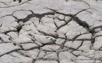 St. Maarten Nature Foundation have been researching the on-going drought conditions the island has been experiencing