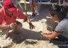 Nature Foundation Relocate 148 Endangered Sea Turtle Eggs from Great Bay to Simpson Bay due to Human Activities, Hurricane Danny
