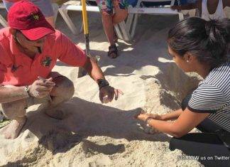 Nature Foundation Relocate 148 Endangered Sea Turtle Eggs from Great Bay to Simpson Bay due to Human Activities, Hurricane Danny