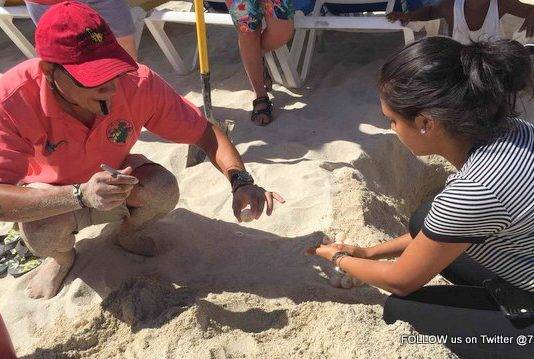 Nature Foundation Relocate 148 Endangered Sea Turtle Eggs from Great Bay to Simpson Bay due to Human Activities, Hurricane Danny