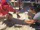 Nature Foundation Relocate 148 Endangered Sea Turtle Eggs from Great Bay to Simpson Bay due to Human Activities, Hurricane Danny