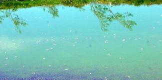 Pond Fish could be Poisonous; Public requested to refrain from consuming pond fish
