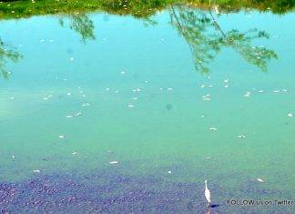 Pond Fish could be Poisonous; Public requested to refrain from consuming pond fish