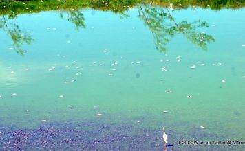 Pond Fish could be Poisonous; Public requested to refrain from consuming pond fish