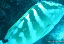 Nature Foundation Records Increase in Locally Critically Endangered Nassau Grouper in Man of War Shoal Marine Park