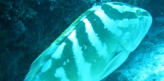 Nature Foundation Records Increase in Locally Critically Endangered Nassau Grouper in Man of War Shoal Marine Park