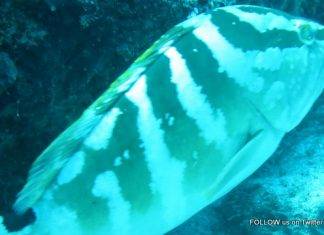 Nature Foundation Records Increase in Locally Critically Endangered Nassau Grouper in Man of War Shoal Marine Park