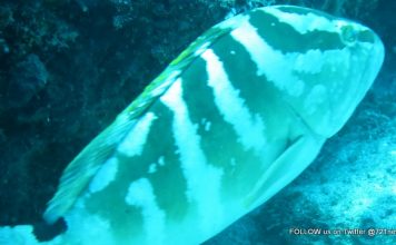 Nature Foundation Records Increase in Locally Critically Endangered Nassau Grouper in Man of War Shoal Marine Park