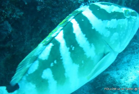 Nature Foundation Records Increase in Locally Critically Endangered Nassau Grouper in Man of War Shoal Marine Park