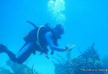 Nature Foundation initiates Coral Bleaching Response Plan, Suggests Structured Clean-up of Sargassum Affected Communities