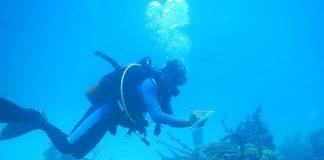Nature Foundation initiates Coral Bleaching Response Plan, Suggests Structured Clean-up of Sargassum Affected Communities