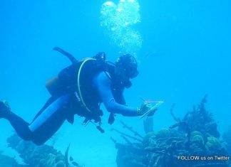Nature Foundation initiates Coral Bleaching Response Plan, Suggests Structured Clean-up of Sargassum Affected Communities