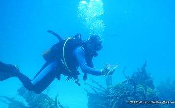 Nature Foundation initiates Coral Bleaching Response Plan, Suggests Structured Clean-up of Sargassum Affected Communities