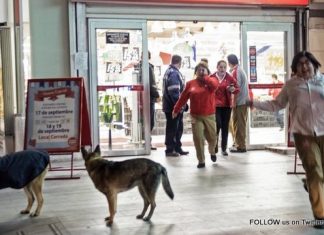 Chile earthquake: 8.3-magnitude quake strikes off coast