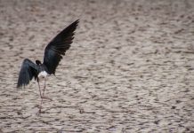 Flock to Saturday’s Migratory Bird Festival for Fun Activities and Fascinating Presentations