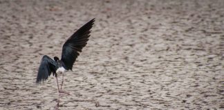Flock to Saturday’s Migratory Bird Festival for Fun Activities and Fascinating Presentations