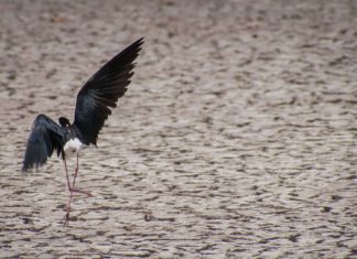 Flock to Saturday’s Migratory Bird Festival for Fun Activities and Fascinating Presentations