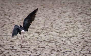 Flock to Saturday’s Migratory Bird Festival for Fun Activities and Fascinating Presentations