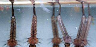 CPS Reminder: Stop Mosquitos from Breeding by Eliminating Stagnant Water. Action needed after recent rain showers