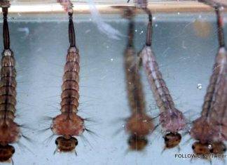 CPS Reminder: Stop Mosquitos from Breeding by Eliminating Stagnant Water. Action needed after recent rain showers