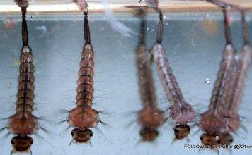 Malaria: PAHO urges Member States to remain vigilant