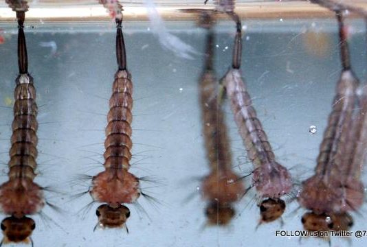 Malaria: PAHO urges Member States to remain vigilant