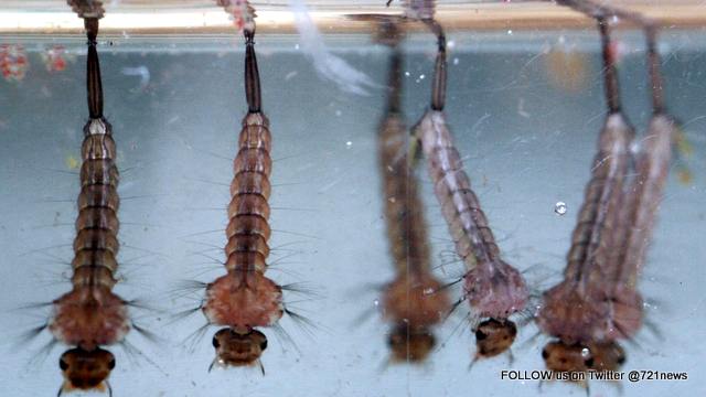 mosquito_larvae_mmerchant-001