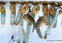 Help prevent dengue fever, zika and chikungunya. Wear light colored clothing at dusk and use mosquito repellent