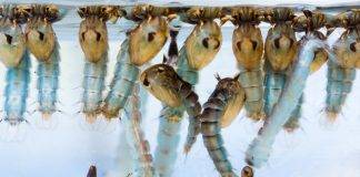 Households and businesses requested to take urgent measures to prevent mosquito breeding after the weekend rainfall event