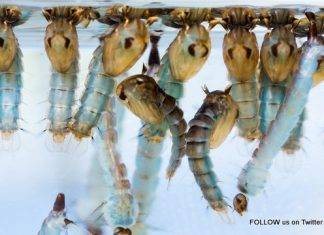 Help prevent mosquito-borne diseases. Wear light colored clothing at dusk and use mosquito repellent