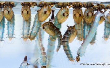 Help prevent mosquito-borne diseases. Wear light colored clothing at dusk and use mosquito repellent