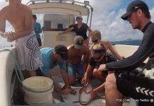 Sharks Tagged in Marine Park As Part of Research to Establish Migration Patterns in Local Waters