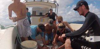 Sharks Tagged in Marine Park As Part of Research to Establish Migration Patterns in Local Waters