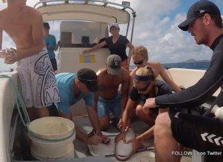 Sharks Tagged in Marine Park As Part of Research to Establish Migration Patterns in Local Waters