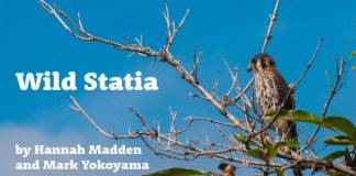 Discover Stories of Statia’s Wildlife in Free Wild Statia Ebook