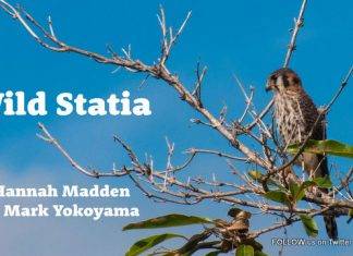 Discover Stories of Statia’s Wildlife in Free Wild Statia Ebook