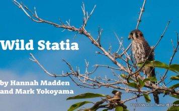 Discover Stories of Statia’s Wildlife in Free Wild Statia Ebook
