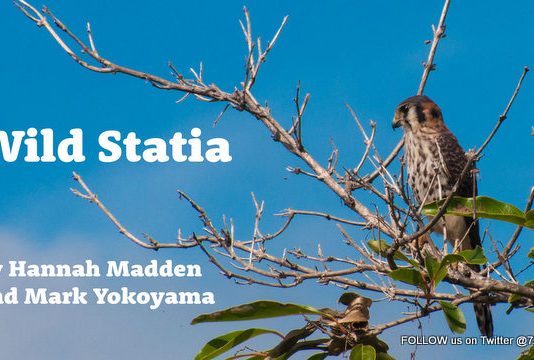 Discover Stories of Statia’s Wildlife in Free Wild Statia Ebook