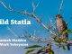 Discover Stories of Statia’s Wildlife in Free Wild Statia Ebook