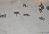 Endangered Sea Turtle Nest Hatches on Great Bay Beach