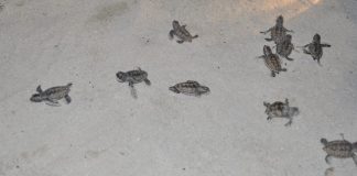 Endangered Sea Turtle Nest Hatches on Great Bay Beach
