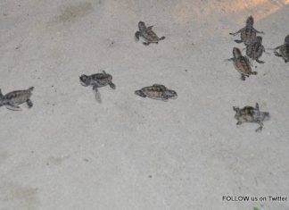 Endangered Sea Turtle Nest Hatches on Great Bay Beach