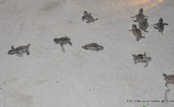 Endangered Sea Turtle Nest Hatches on Great Bay Beach