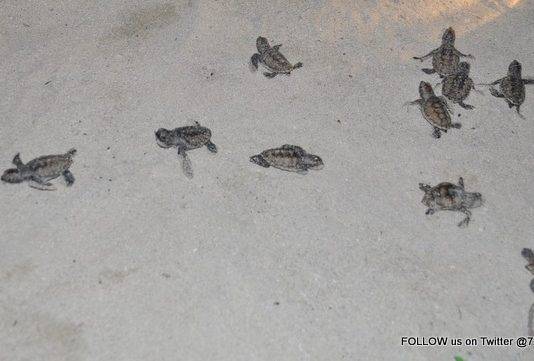 Endangered Sea Turtle Nest Hatches on Great Bay Beach