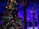 Christmas is coming to Walter Plantz Square on Friday. You’re invited to the Lighting of the Tree