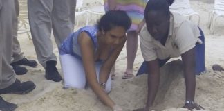 Sea Turtle Nesting Season Ends with Increased Sea Turtle Nests on Great Bay Beach Due to Sargassum Seaweed