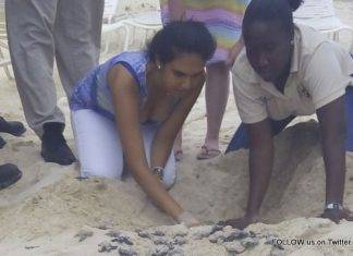 Sea Turtle Nesting Season Ends with Increased Sea Turtle Nests on Great Bay Beach Due to Sargassum Seaweed