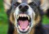 Prosecution Presents Three ‘Dangerous Dog’ Incidents in Court