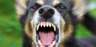 Prosecution Presents Three ‘Dangerous Dog’ Incidents in Court