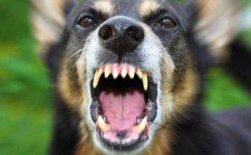 Prosecution Presents Three ‘Dangerous Dog’ Incidents in Court
